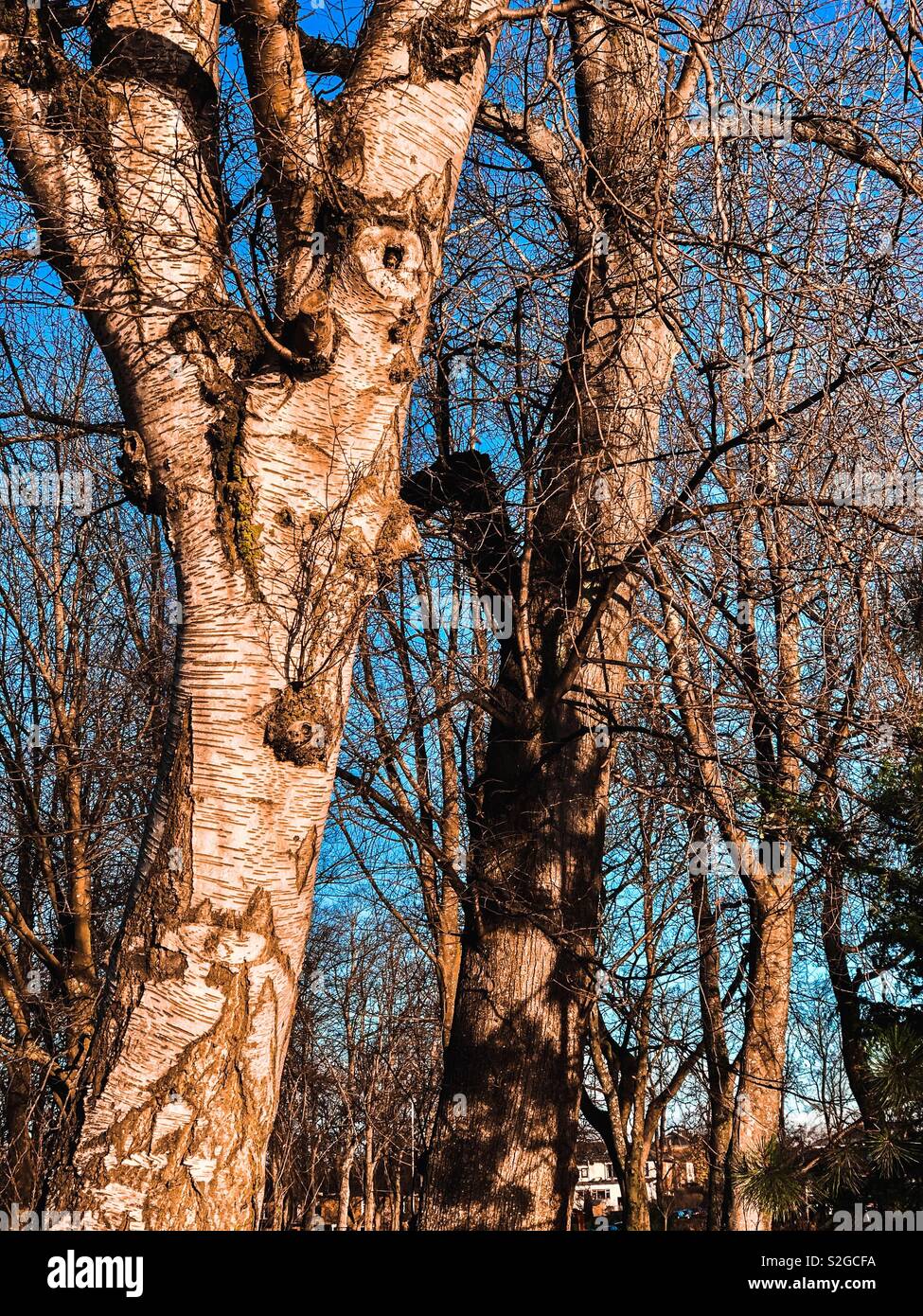 Trees in park. - Smartphone Captured Stock Image