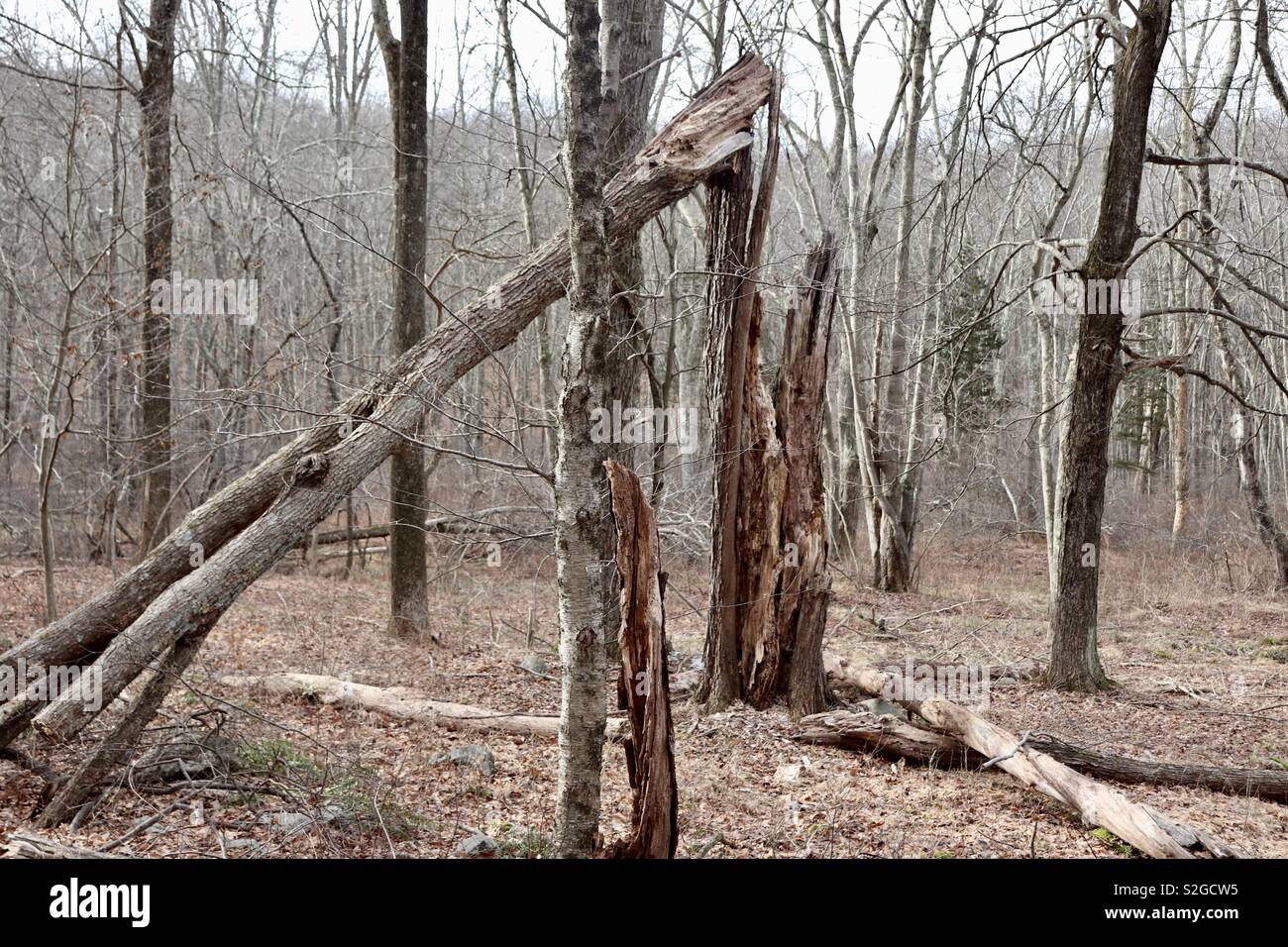 Damaged tree within winter woodland Stock Photo