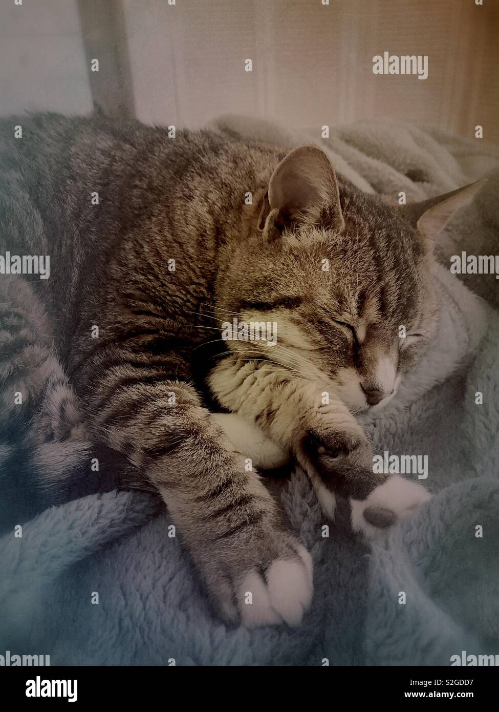 Cat sleeping on bed Stock Photo Alamy