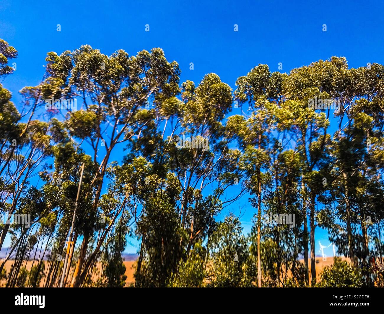 Trees seen from fast moving car, heavy use of filters. - Smartphone Captured Stock Image