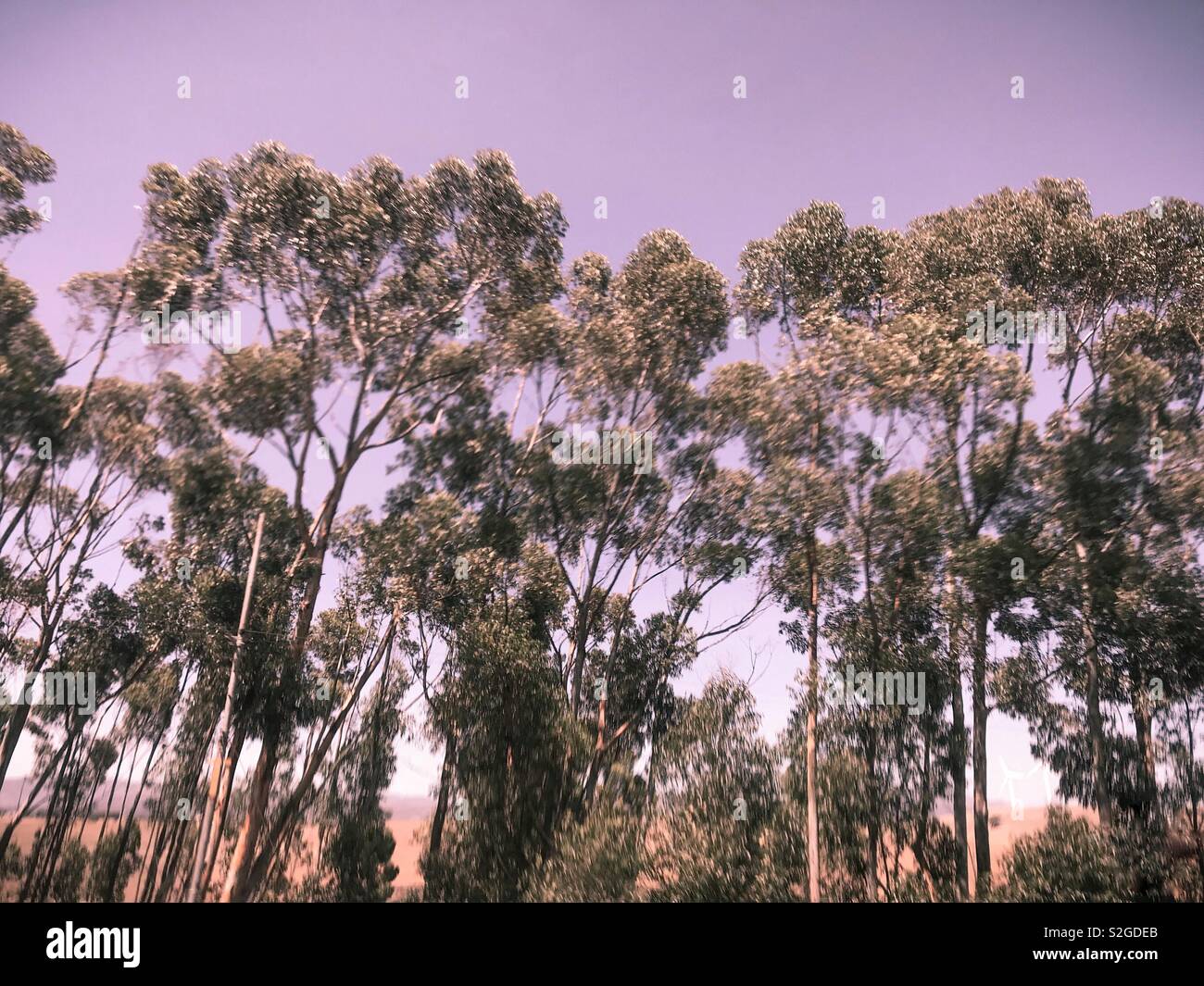Trees seen from fast moving car, heavy use of filters. - Smartphone Captured Stock Image
