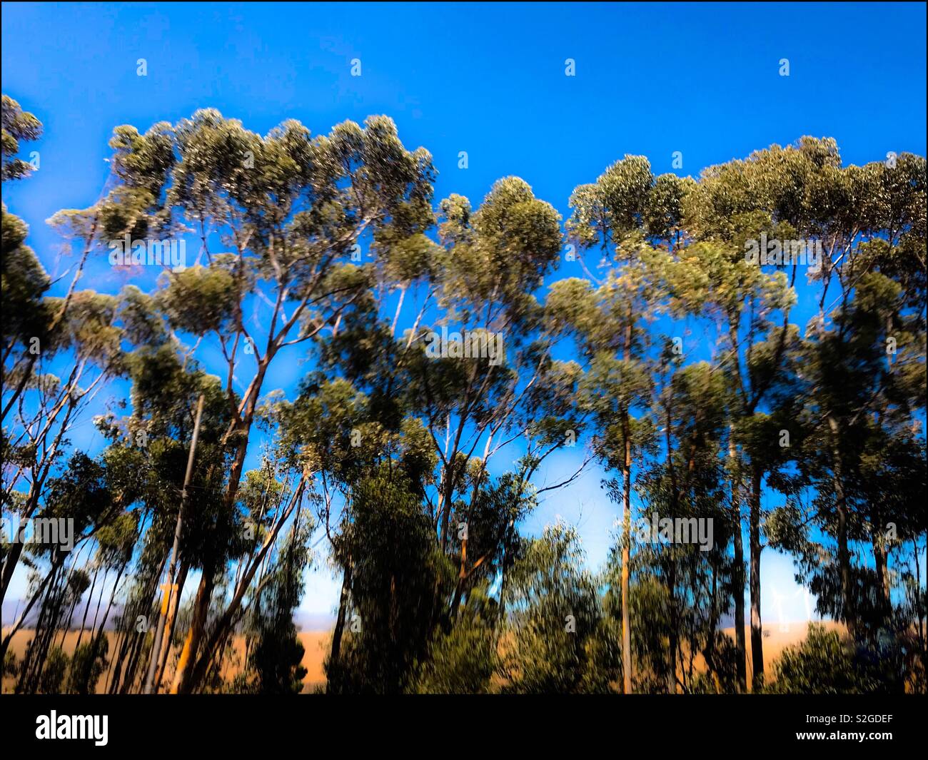 Trees seen from fast moving car, heavy use of filters. - Smartphone Captured Stock Image