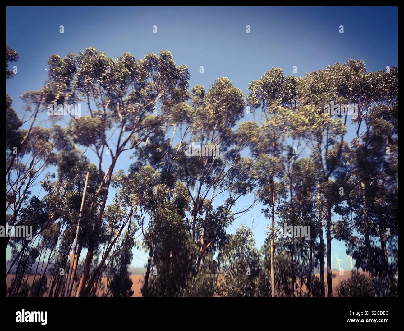Trees seen from fast moving car, heavy use of filters. - Smartphone Captured Stock Image