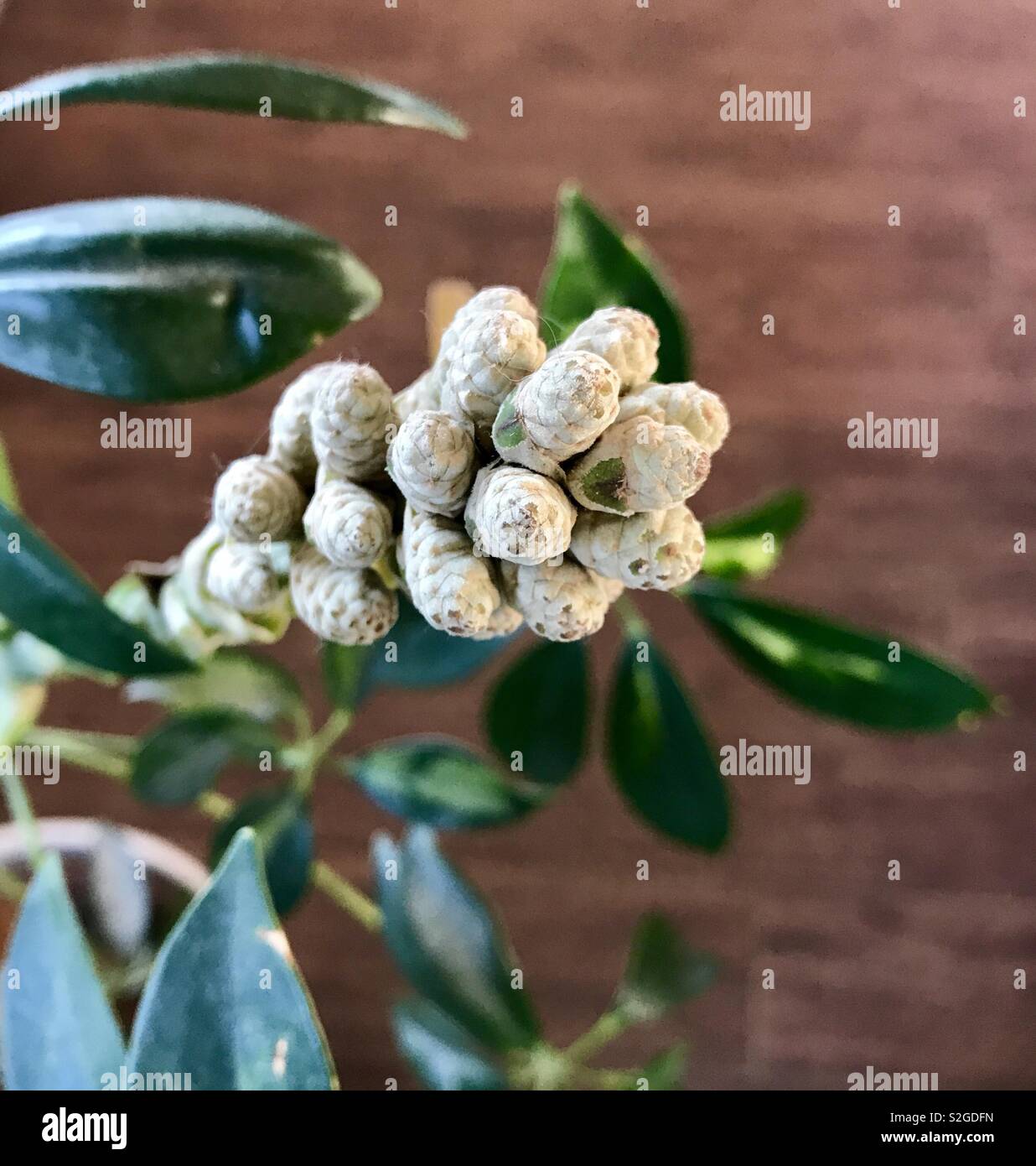 Schefflera (umbrella plant) with buds Stock Photo