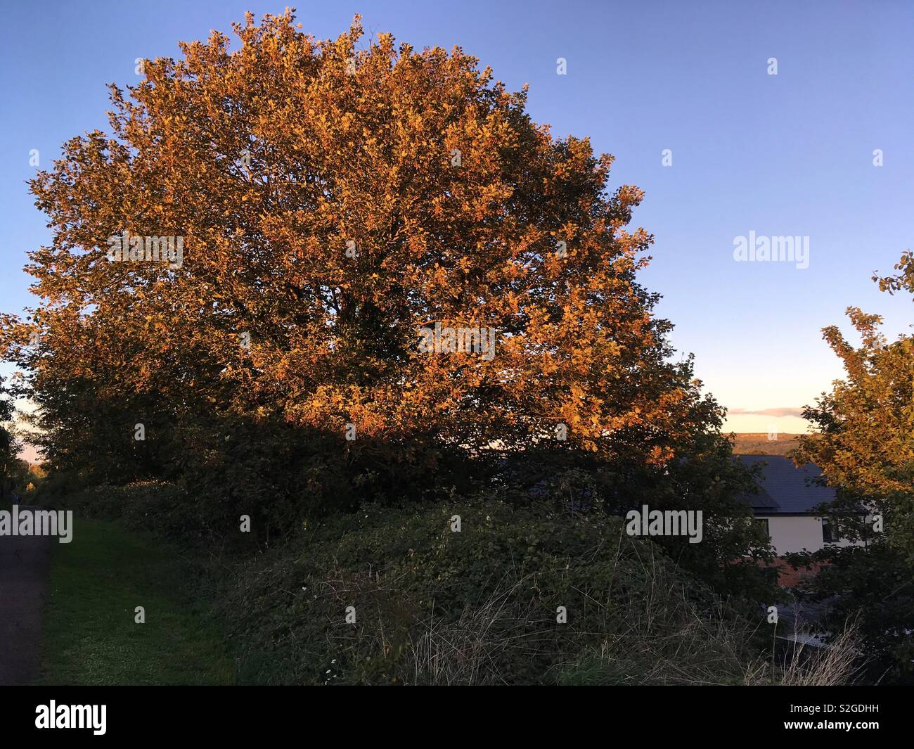 A beautiful strong and grounded tree under the sunshine in autumn shaped up like a crystal skull! Stock Photo