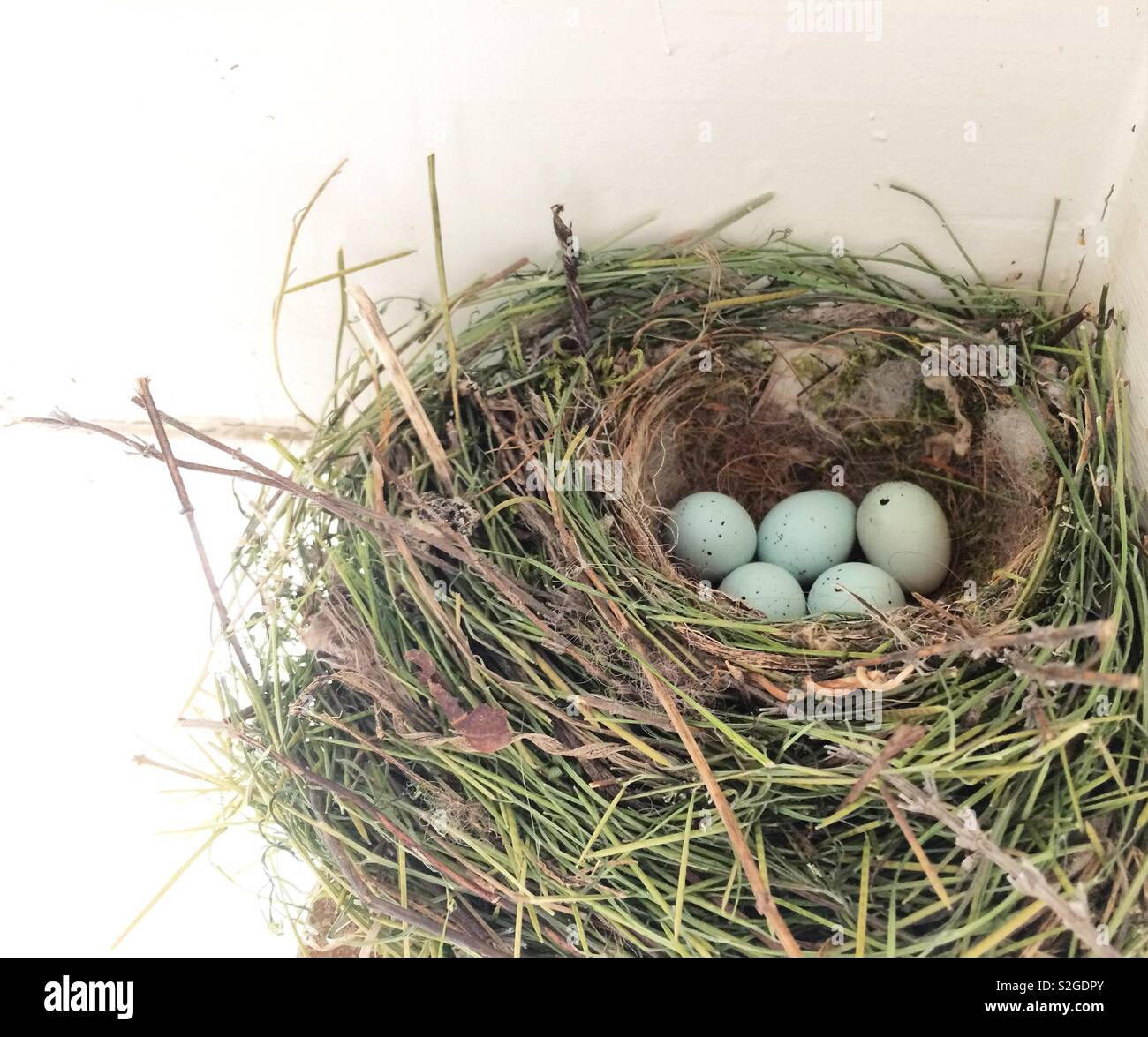 House finch eggs in nest Stock Photo Alamy