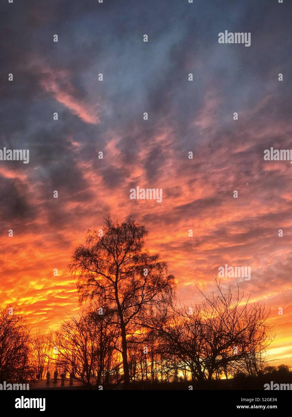 Tree at sunset - Smartphone Captured Stock Image