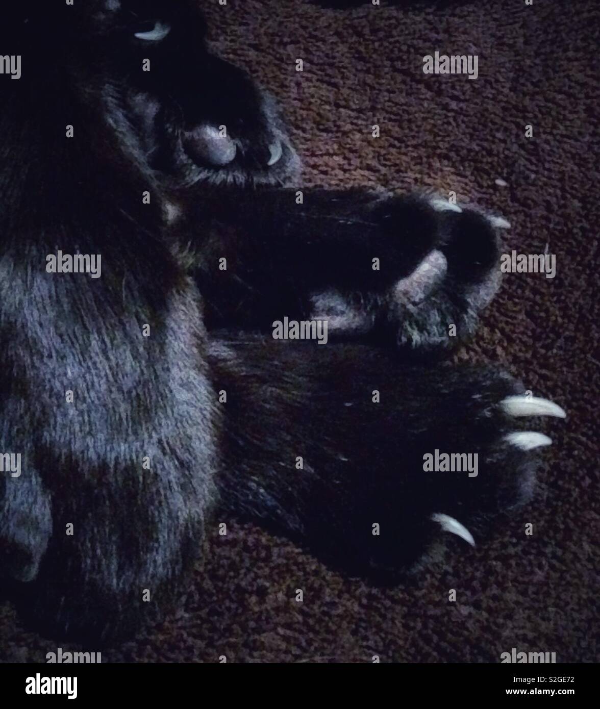 Claws and paws- black cat's paws visible on dark background - Smartphone Captured Stock Image