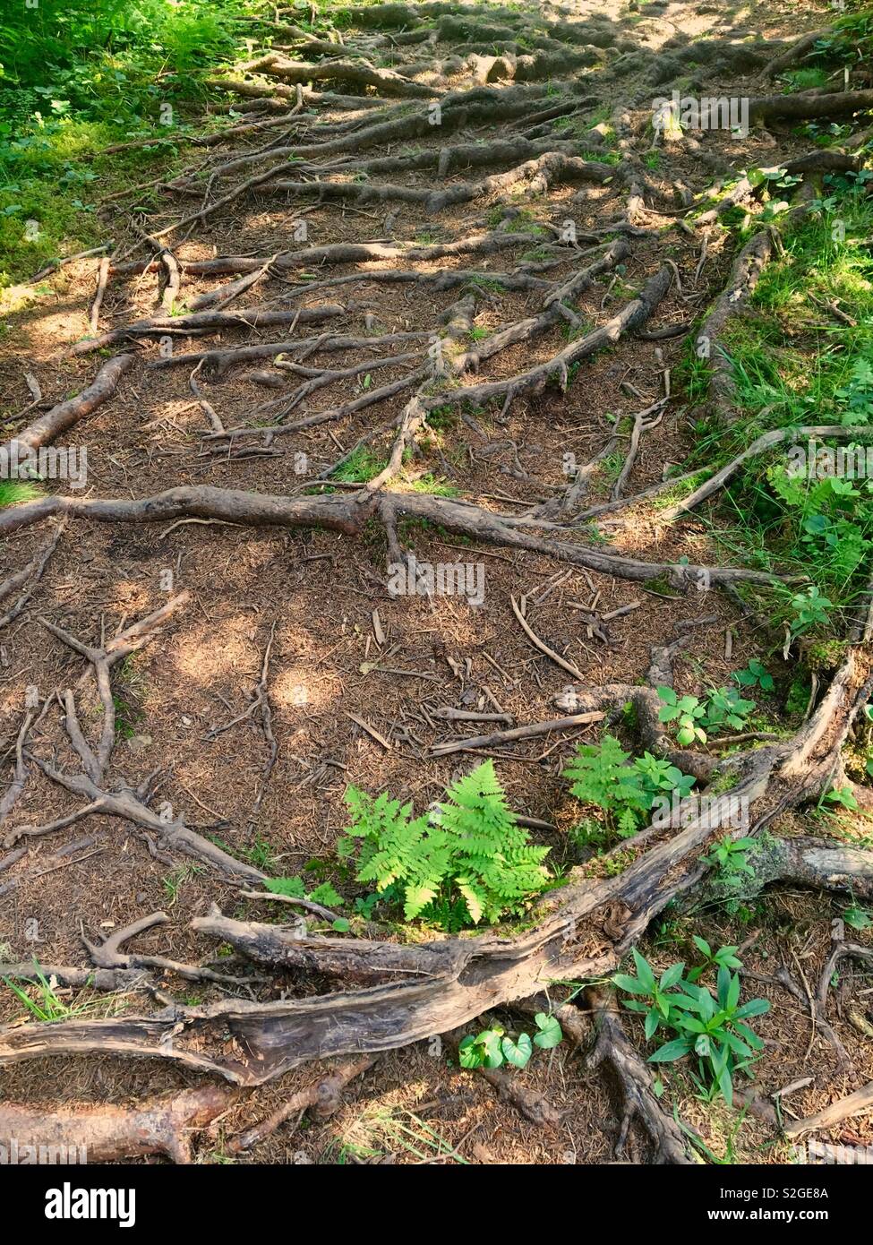 Old tree roots on forest floor - Smartphone Captured Stock Image