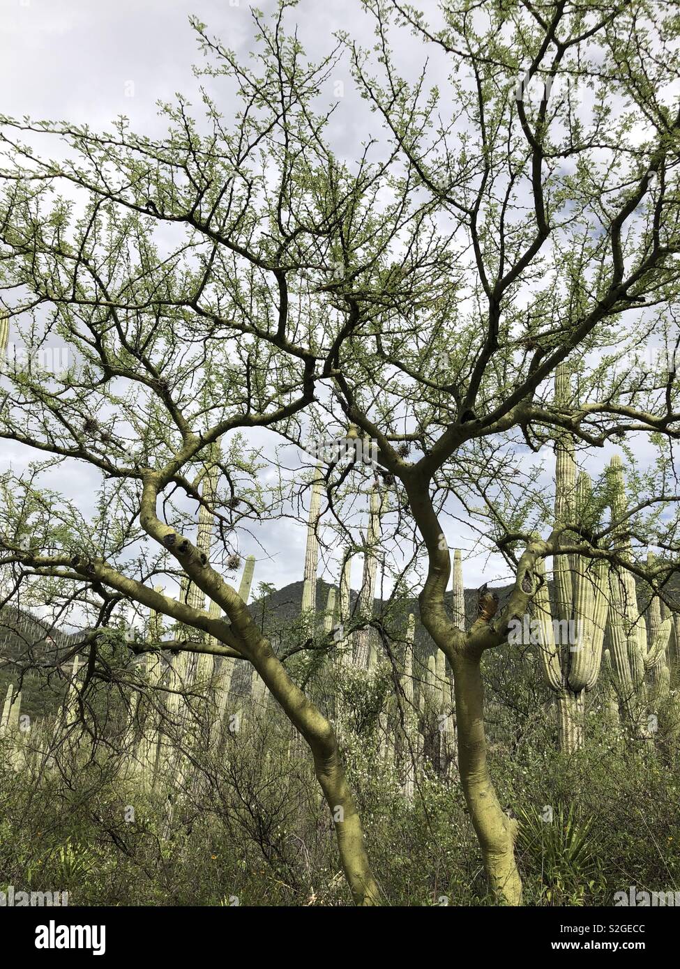 Alive plants hires stock photography and images Alamy