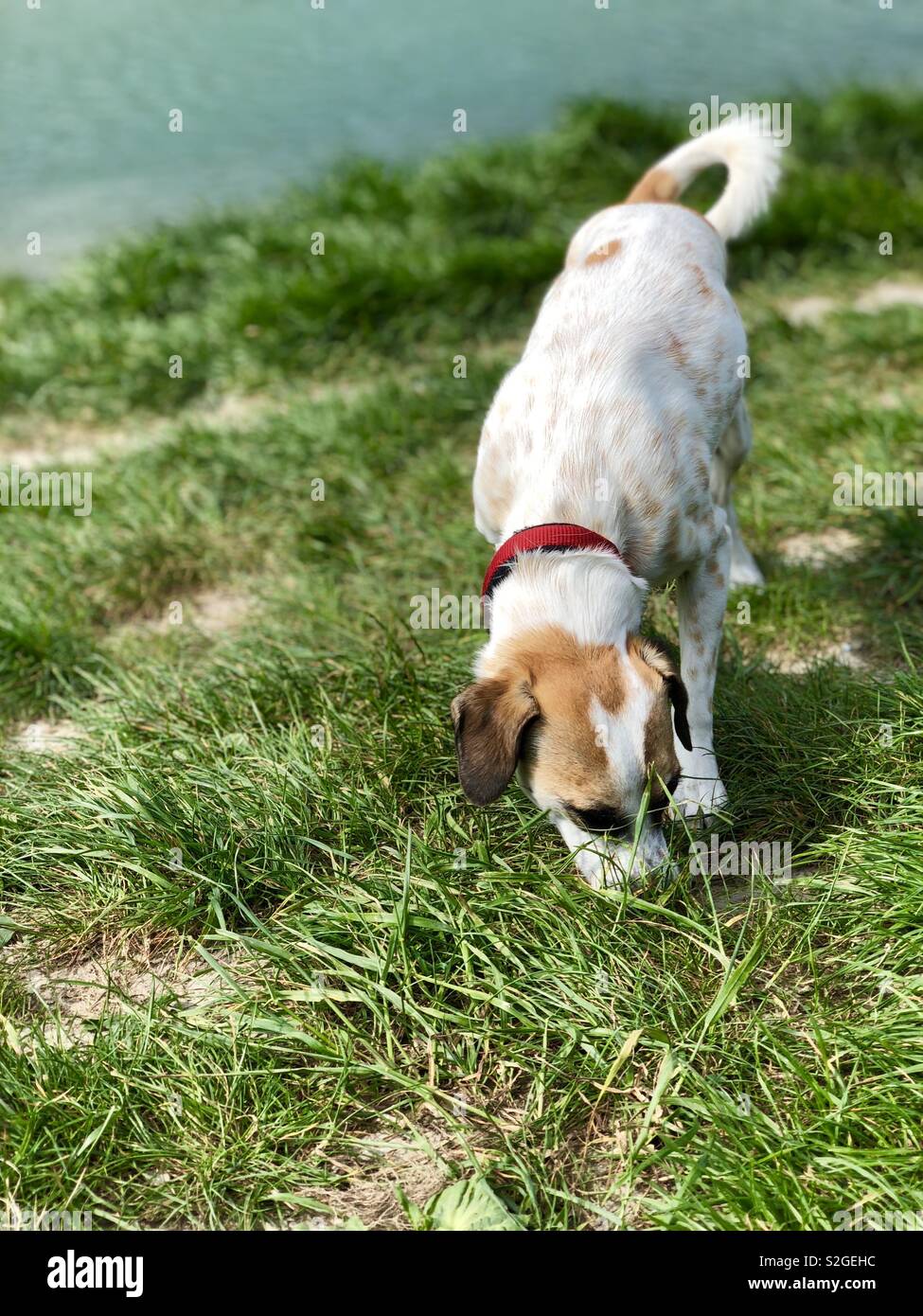 Dogs love to eat grass? 🧐 Stock Photo Alamy