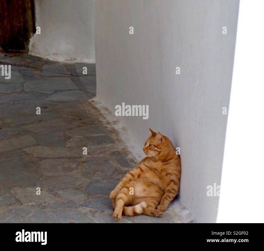 Orange Tabby Mix High Resolution Stock Photography And Images Alamy