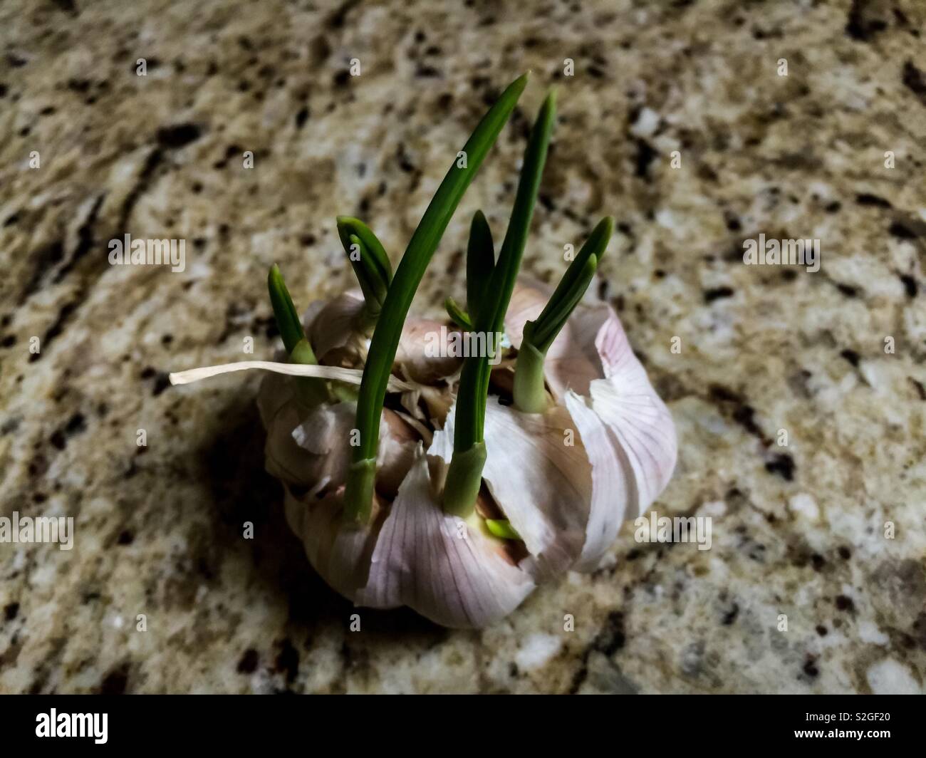 Garlic Bulb Sprouting on Granite Counter - Smartphone Captured Stock Image