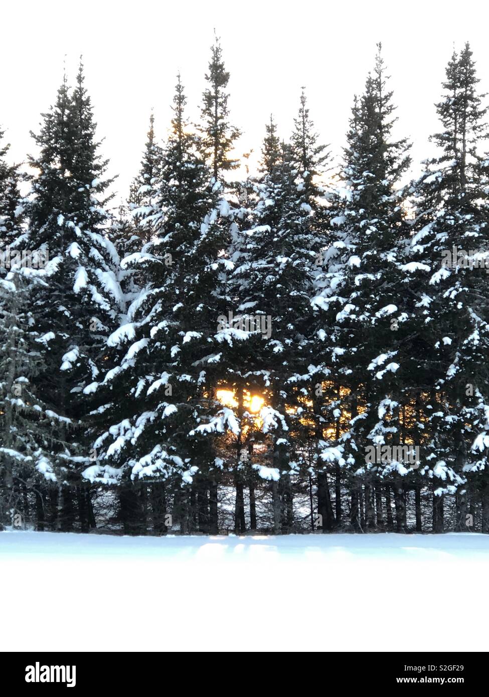 Winter sunset through trees hi-res stock photography and images - Alamy