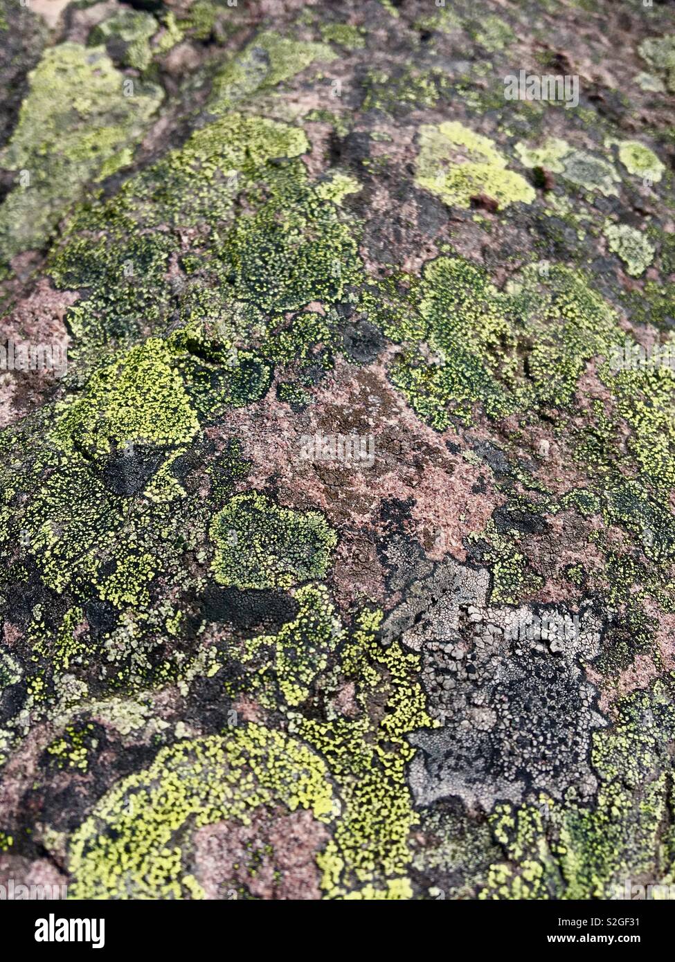 Green lichen on a rock Stock Photo