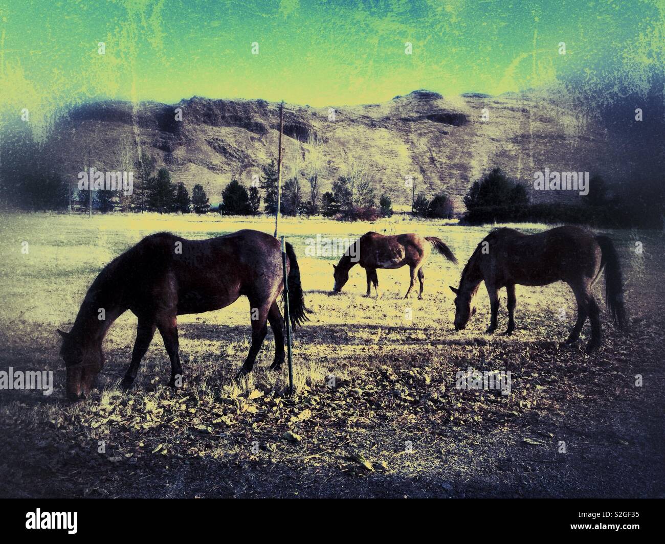Three grazing horses in pasture near rolling hills, Eastern Washington- Starbuck - Smartphone Captured Stock Image