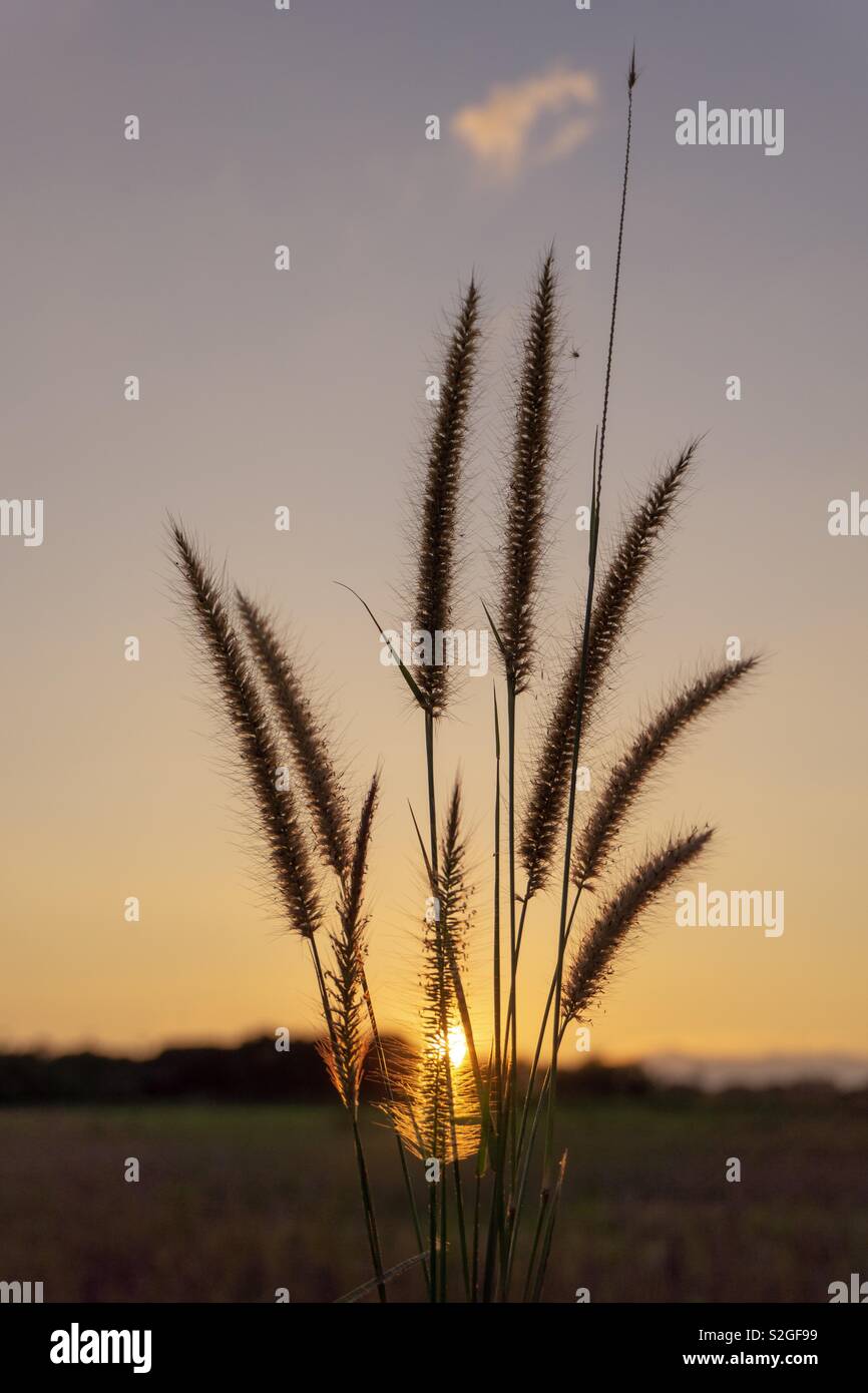 Grass flowers on the sunset - Smartphone Captured Stock Image