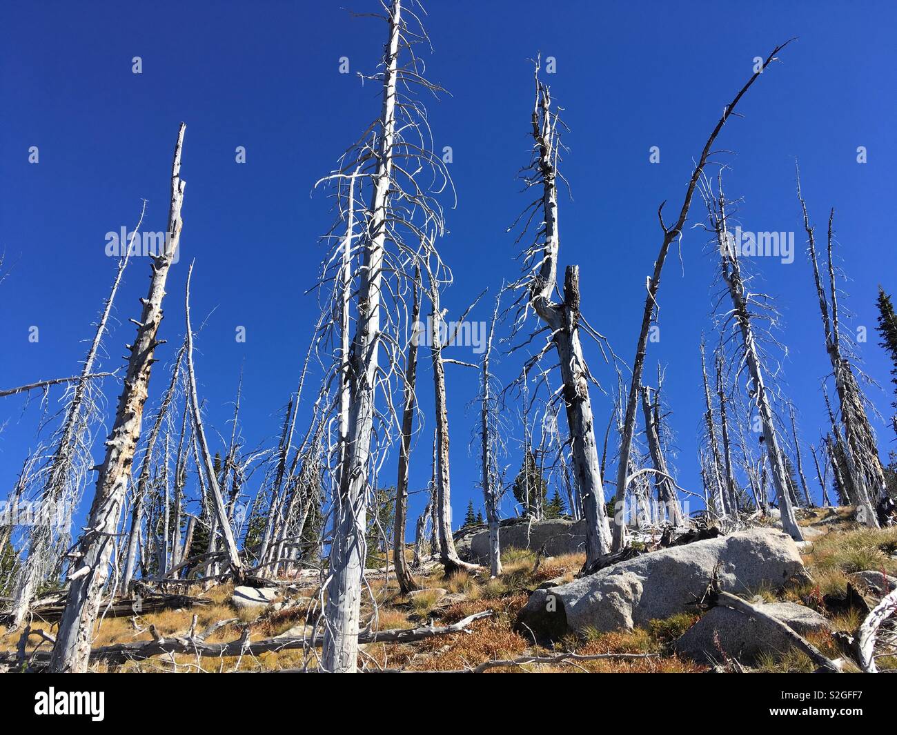 Burnt trees against the sky Stock Photo