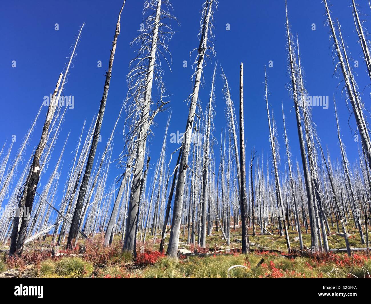 Burnt trees against blue sky Stock Photo