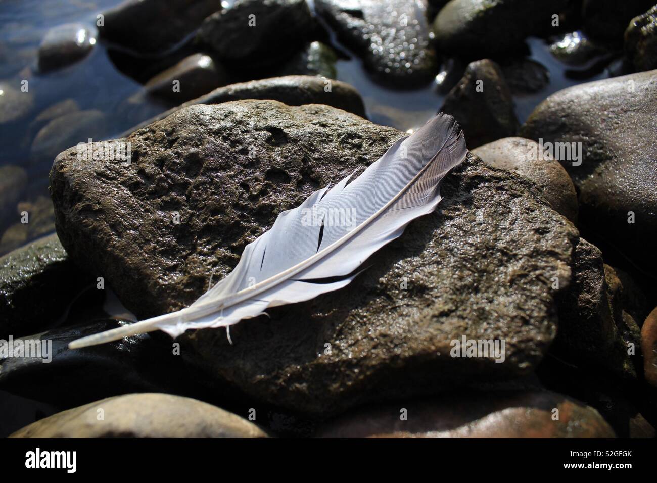 Feather on Rock Stock Photo Alamy
