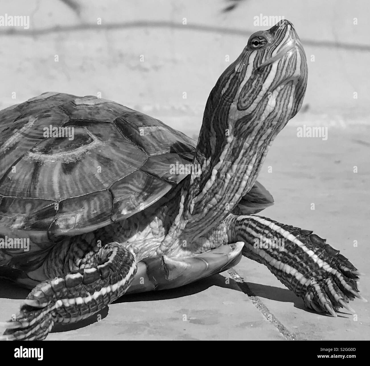 Red eared sliders turtle taking sunlight fresh air Stock Photo Alamy