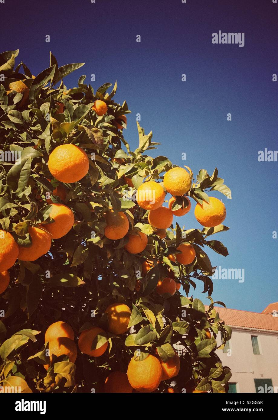 Spanish orange tree in the village of El Turro Stock Photo