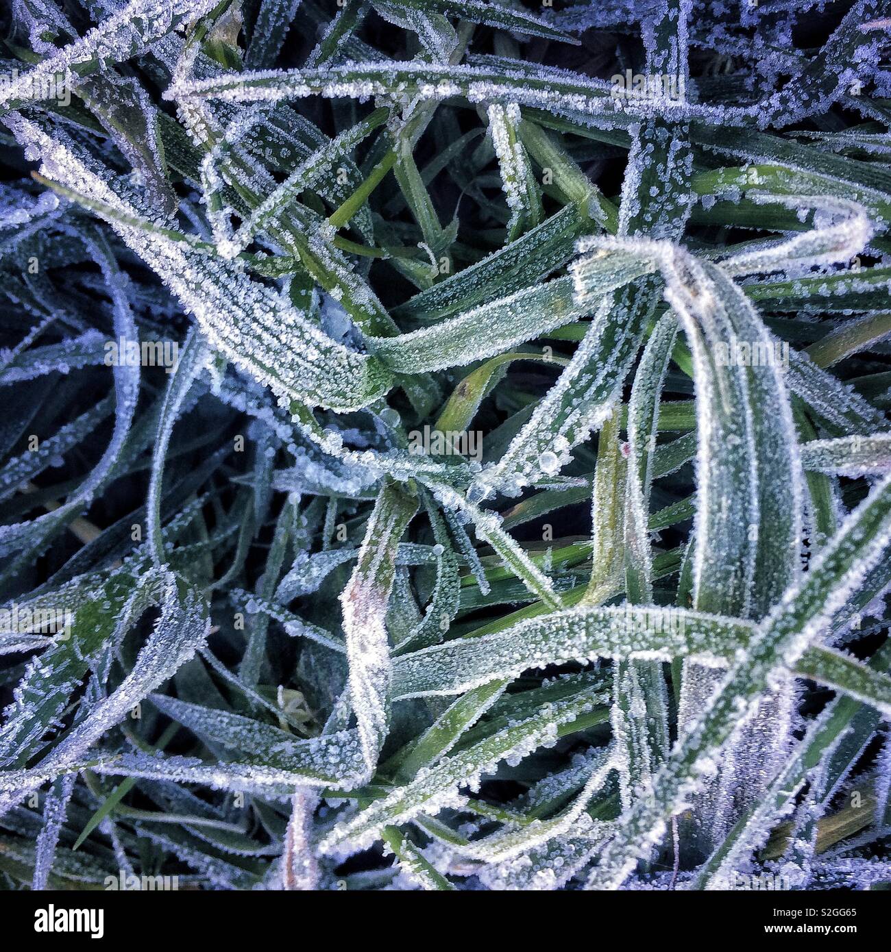 Frozen grass Stock Photo