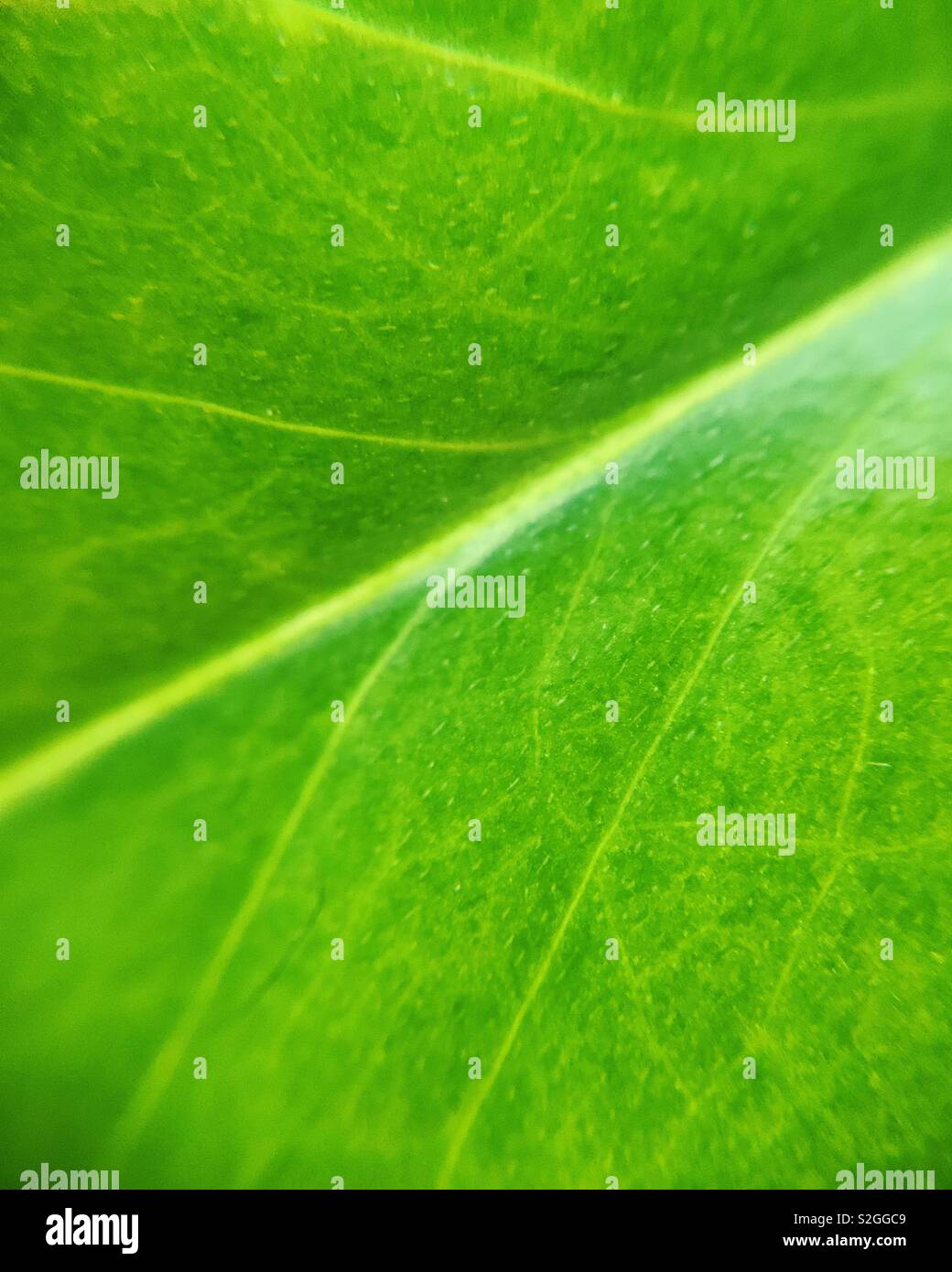 Macro up close photo of a green leaf - Smartphone Captured Stock Image