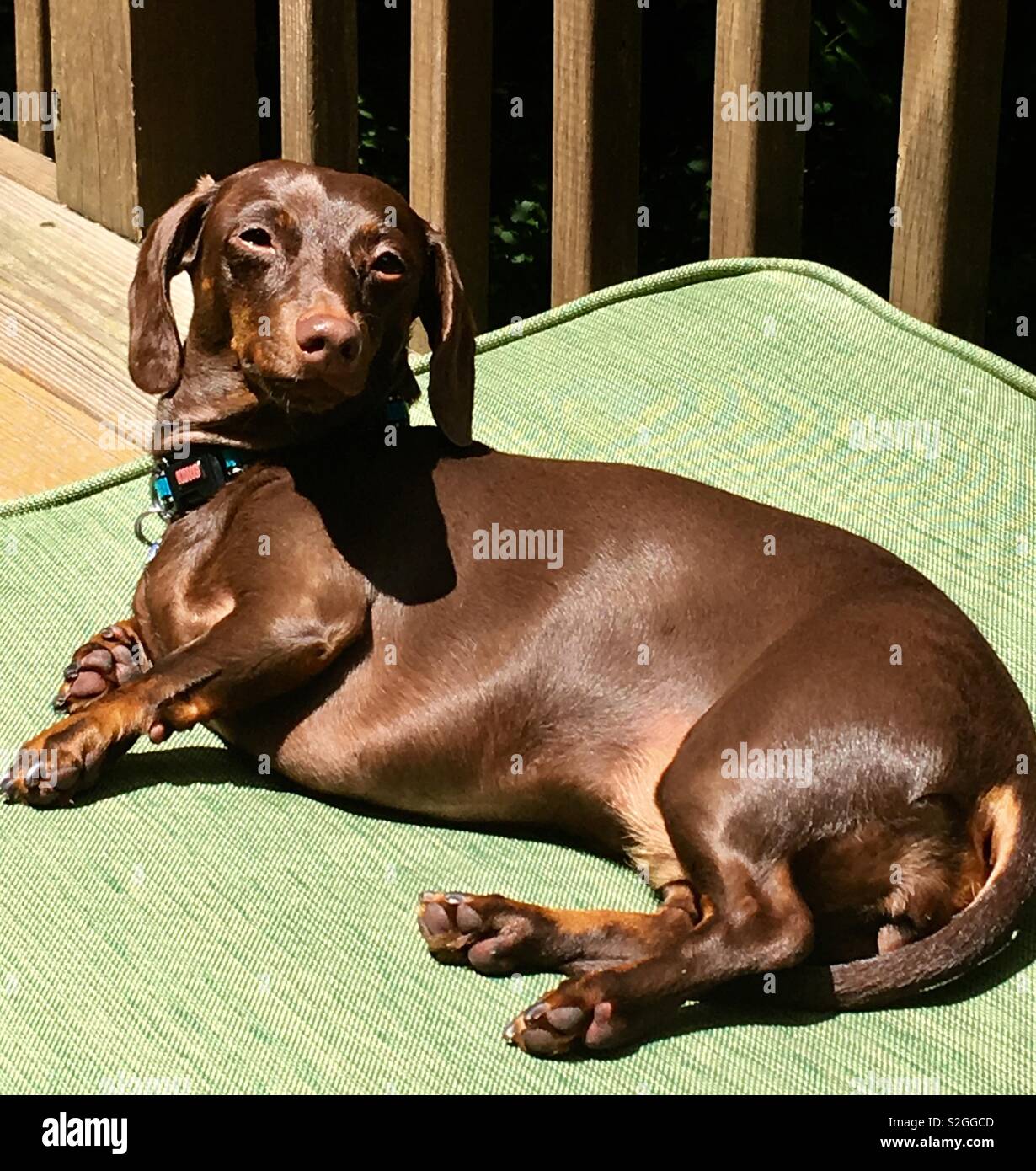 Sunning dog Stock Photo