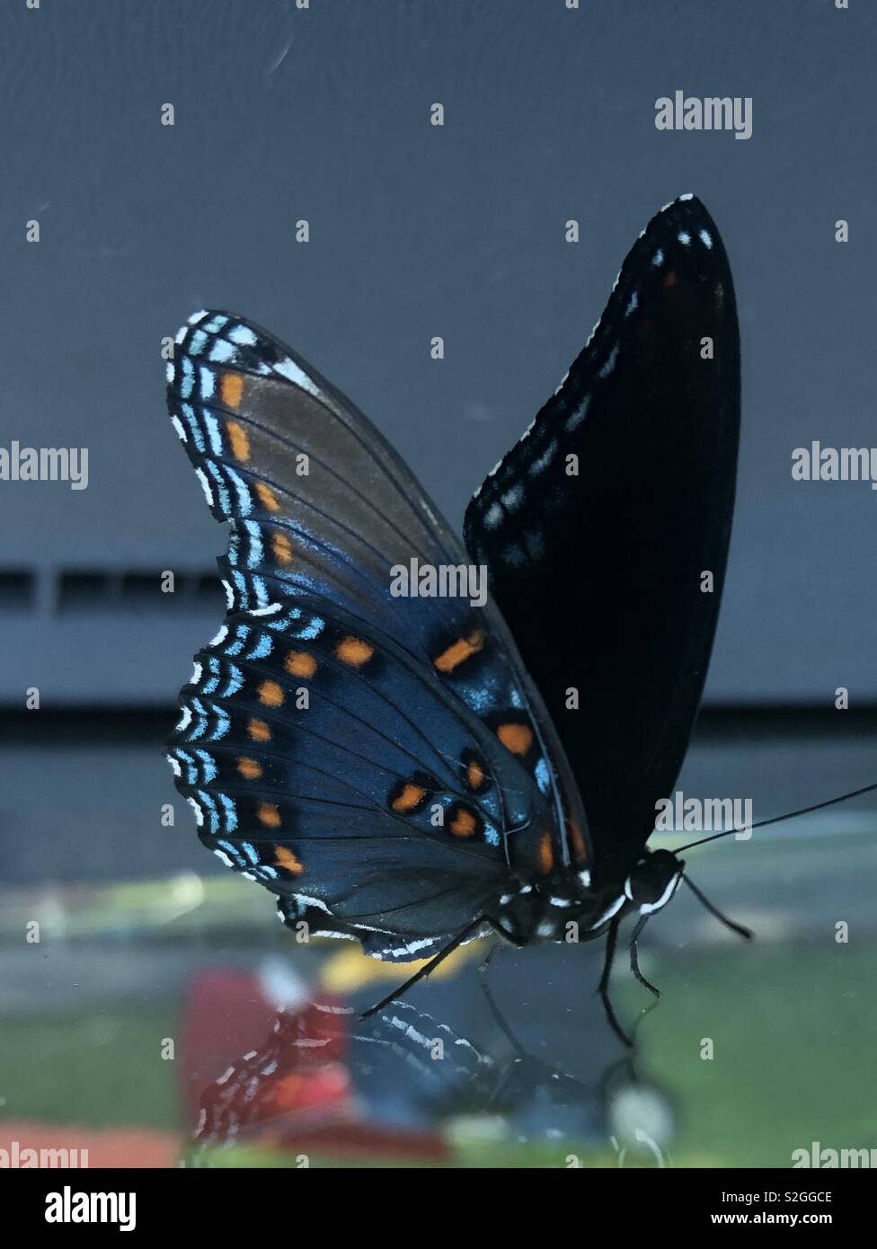 Amazing Butterfly Stock Photo