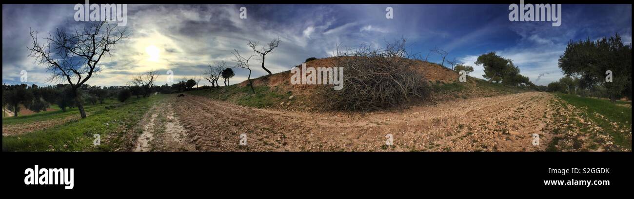 Afternoon Sun breaks through cloud over an almond farm during pruning season, Catalonia, Spain. - Smartphone Captured Stock Image