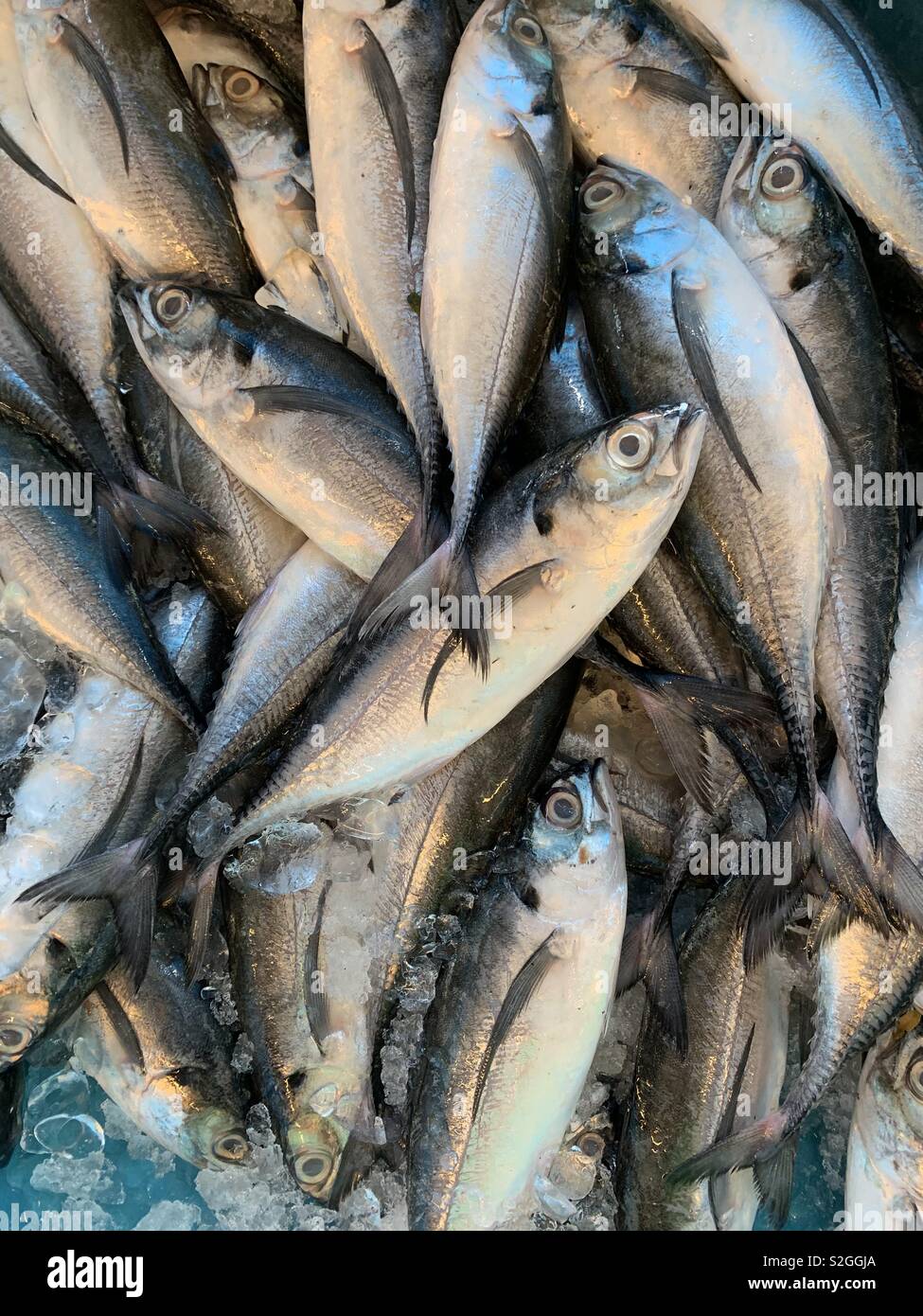 Fish on ice - Smartphone Captured Stock Image