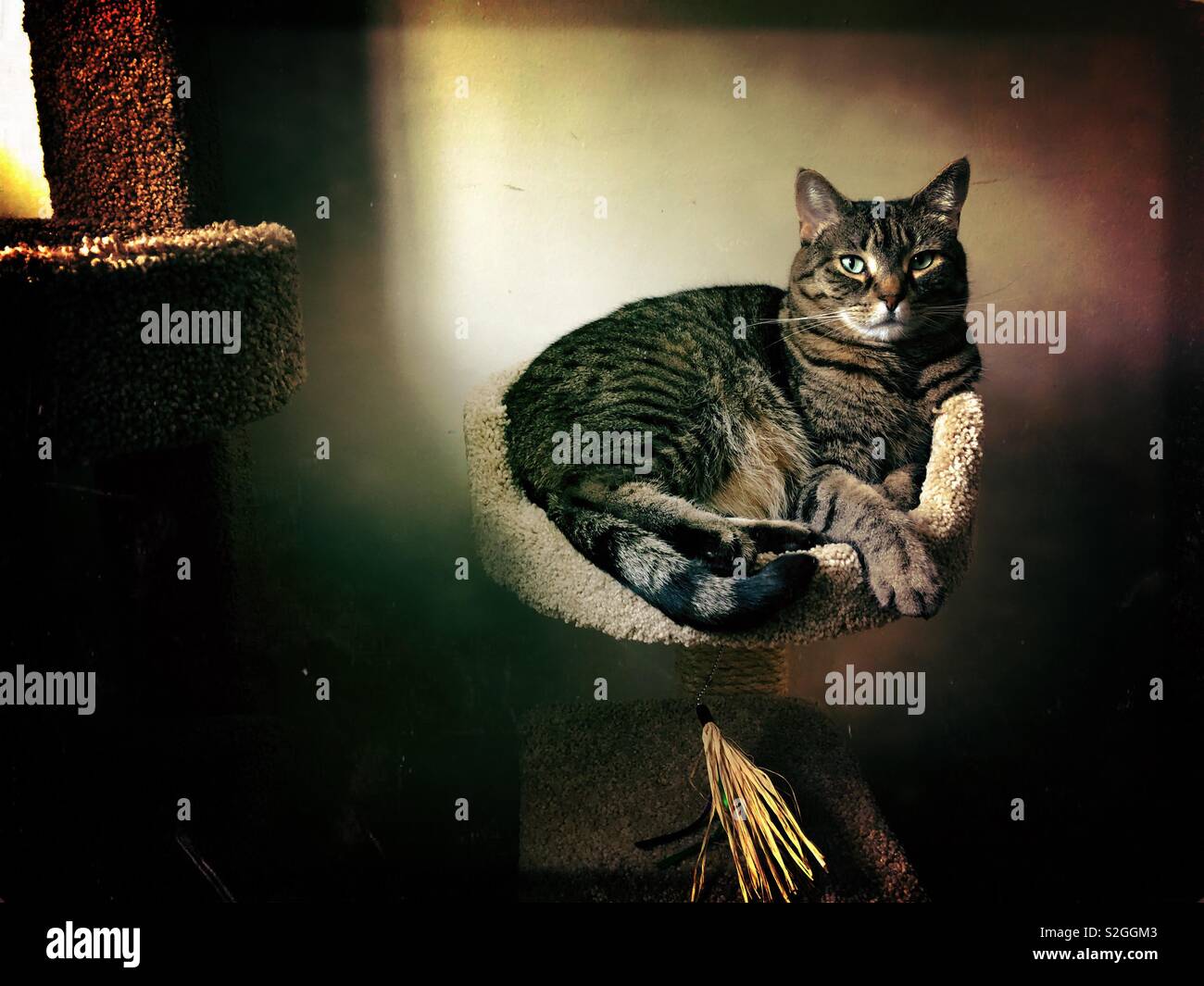 My tabby Bengal mix cat relaxing in her new cat tree - Smartphone Captured Stock Image