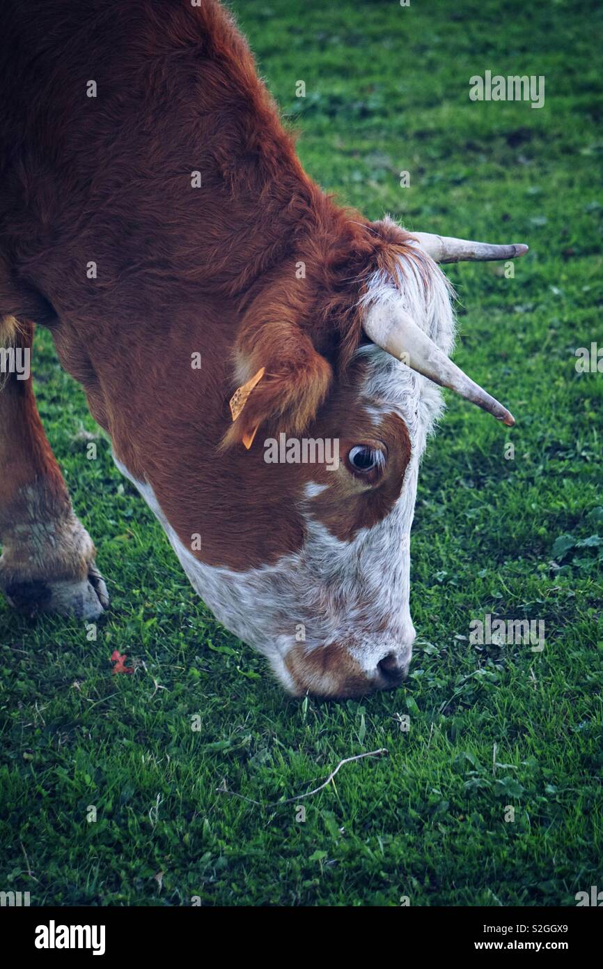 brown cow portrait in the farm Stock Photo