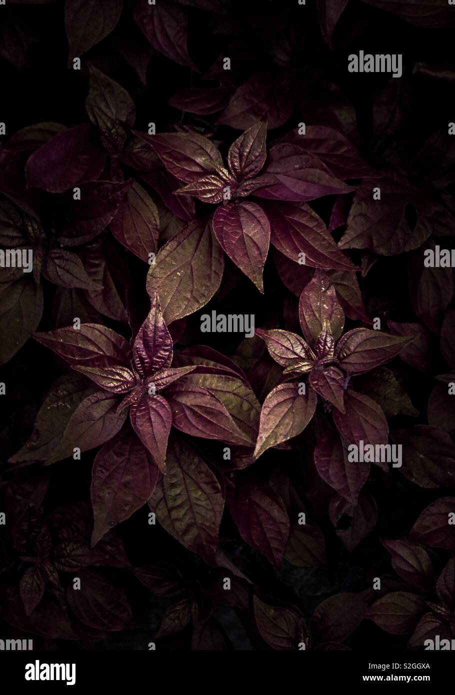 Decorative red leaves hi-res stock photography and images - Alamy