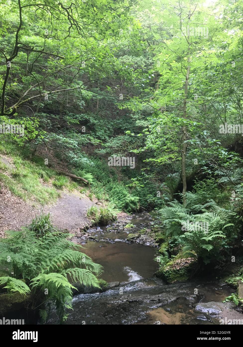 Woodland river hi-res stock photography and images - Alamy