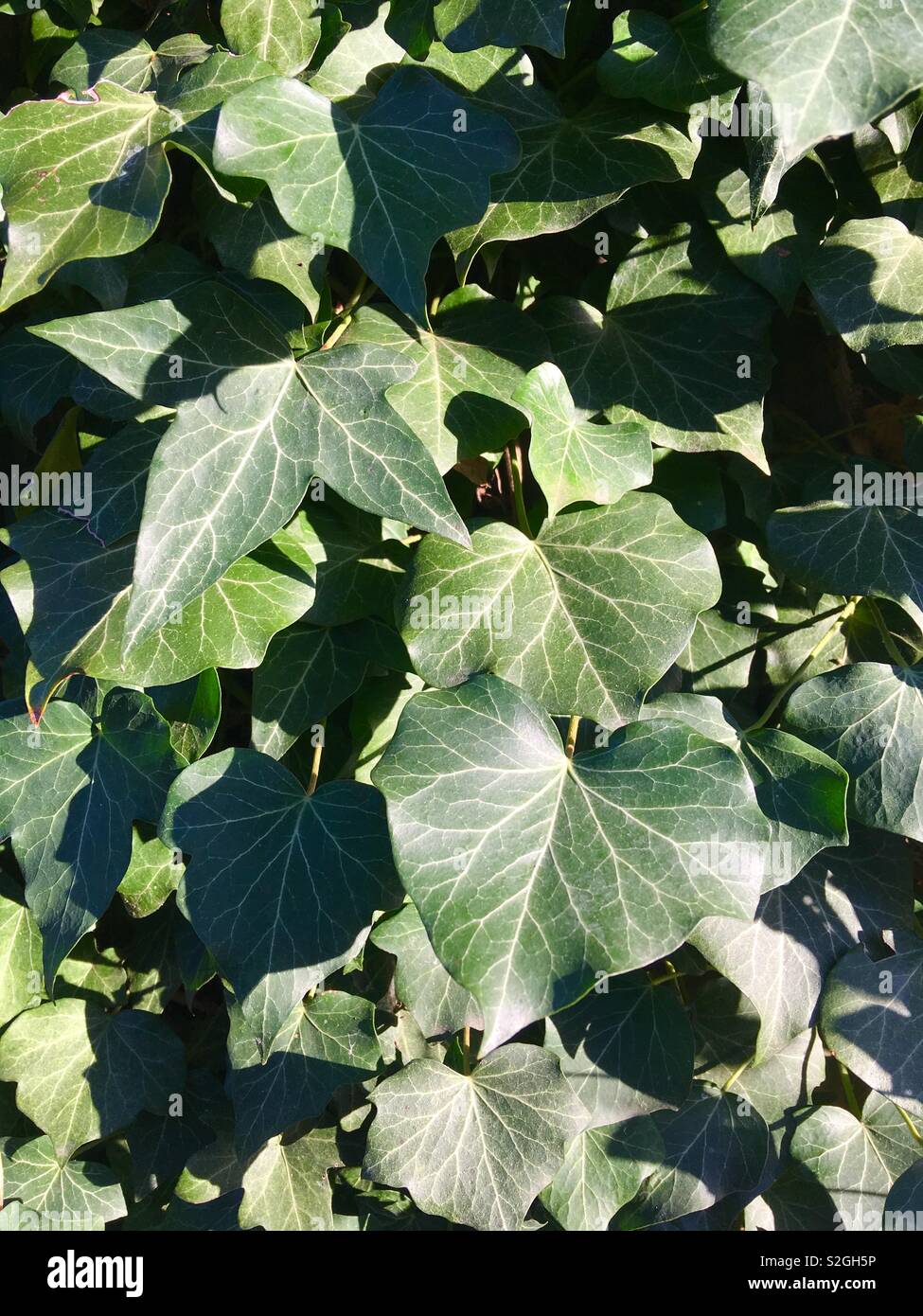 Ivy leaves in sunlight Stock Photo