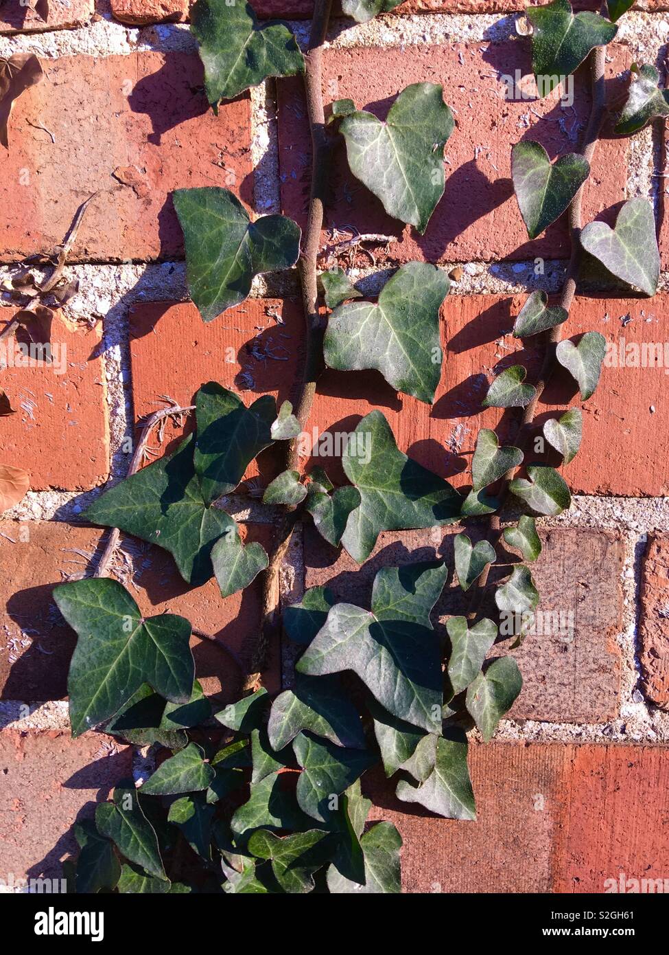 Ivy climbing a red brick wall Stock Photo Alamy