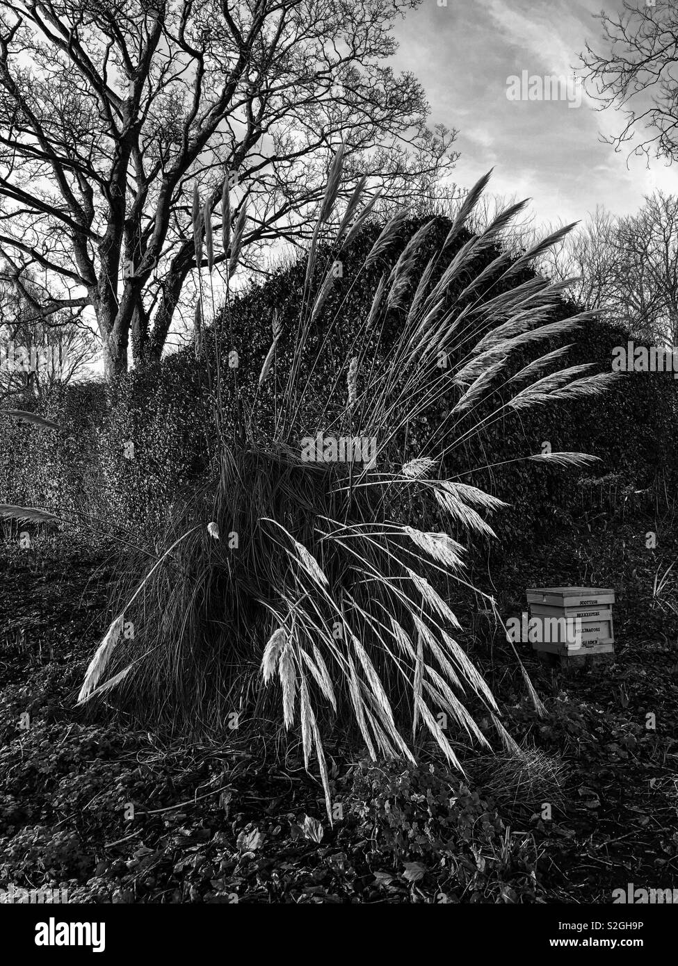 Scottish Beekeepers Pollinating Garden. Botanic Gardens, Glasgow
