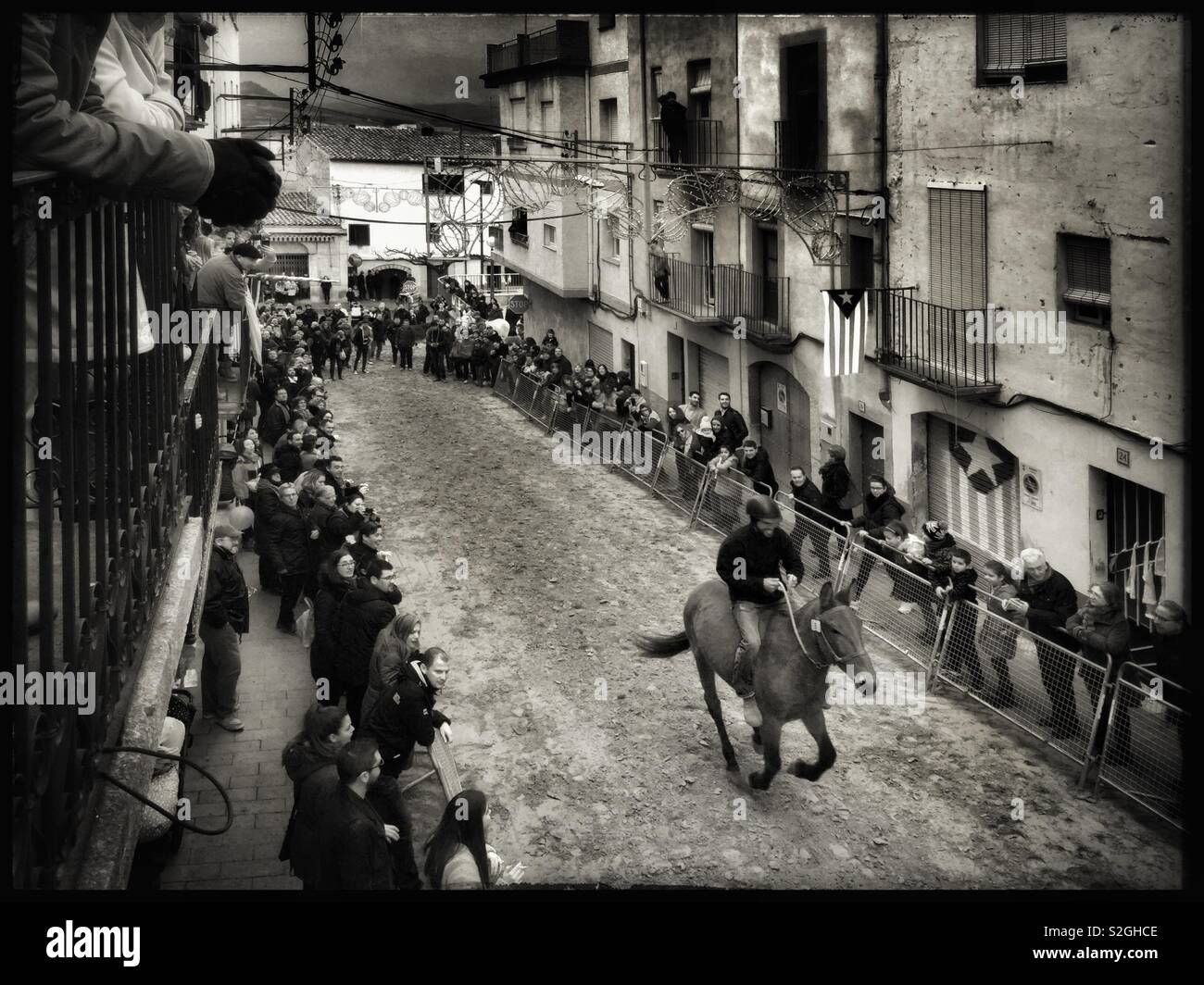 The culmination of the annual Festa de Sant Antoni d'Ascó takes place with donkey, mule and horse racing through the village, Catalonia, Spain. Stock Photo