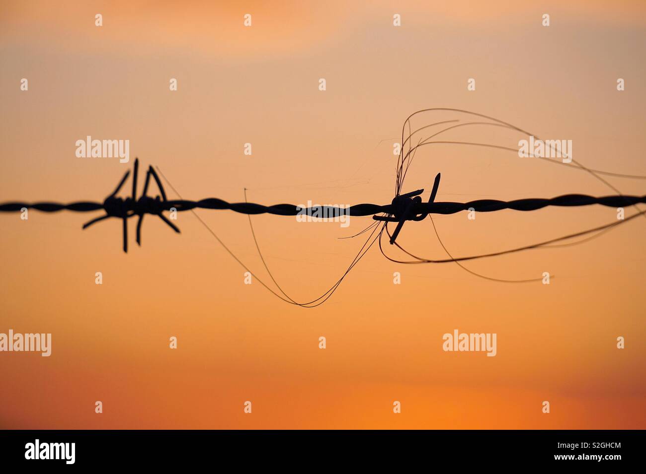 Barbed wire hair hires stock photography and images Alamy