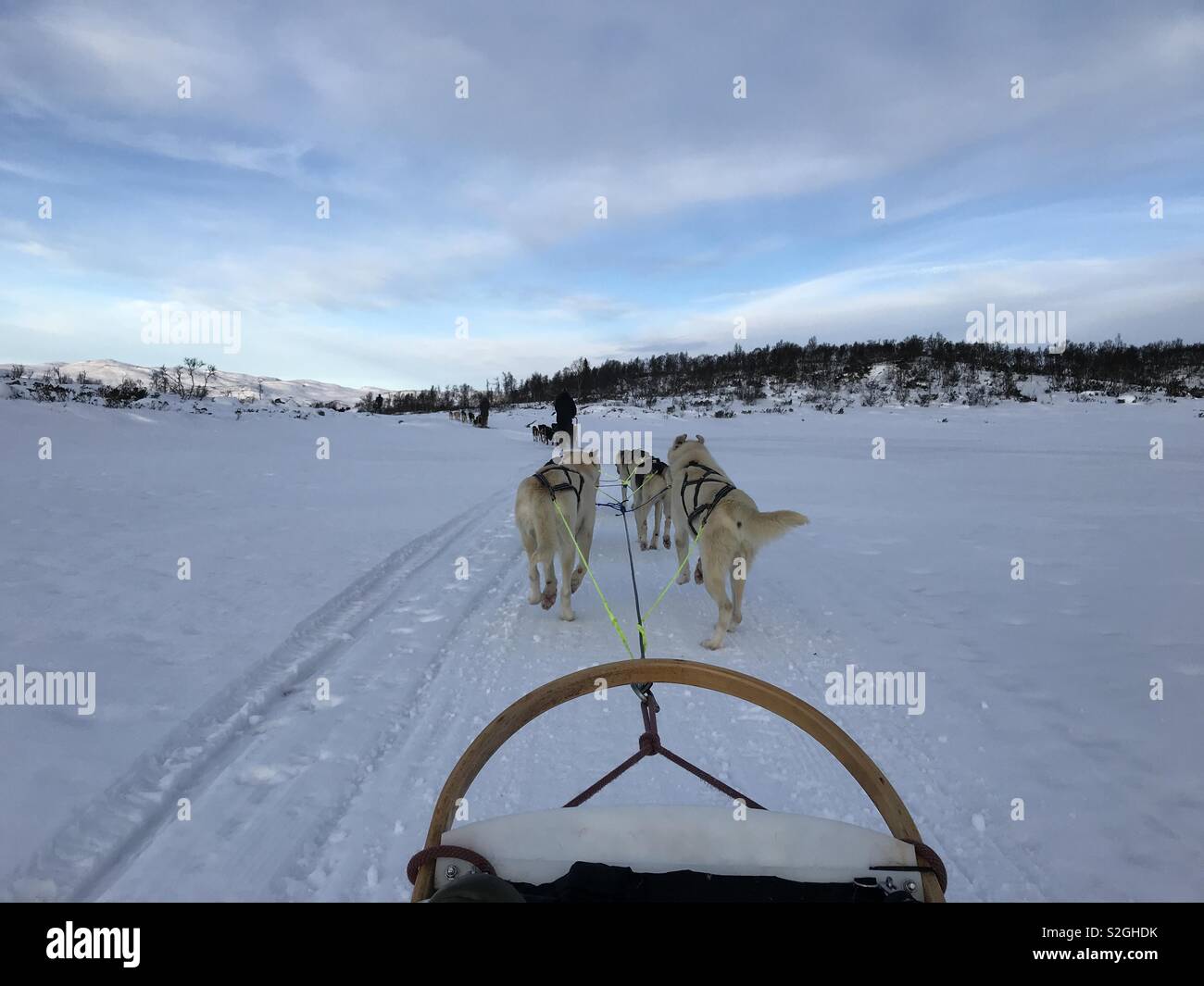 Dogsledding in Norwegian mountains Stock Photo