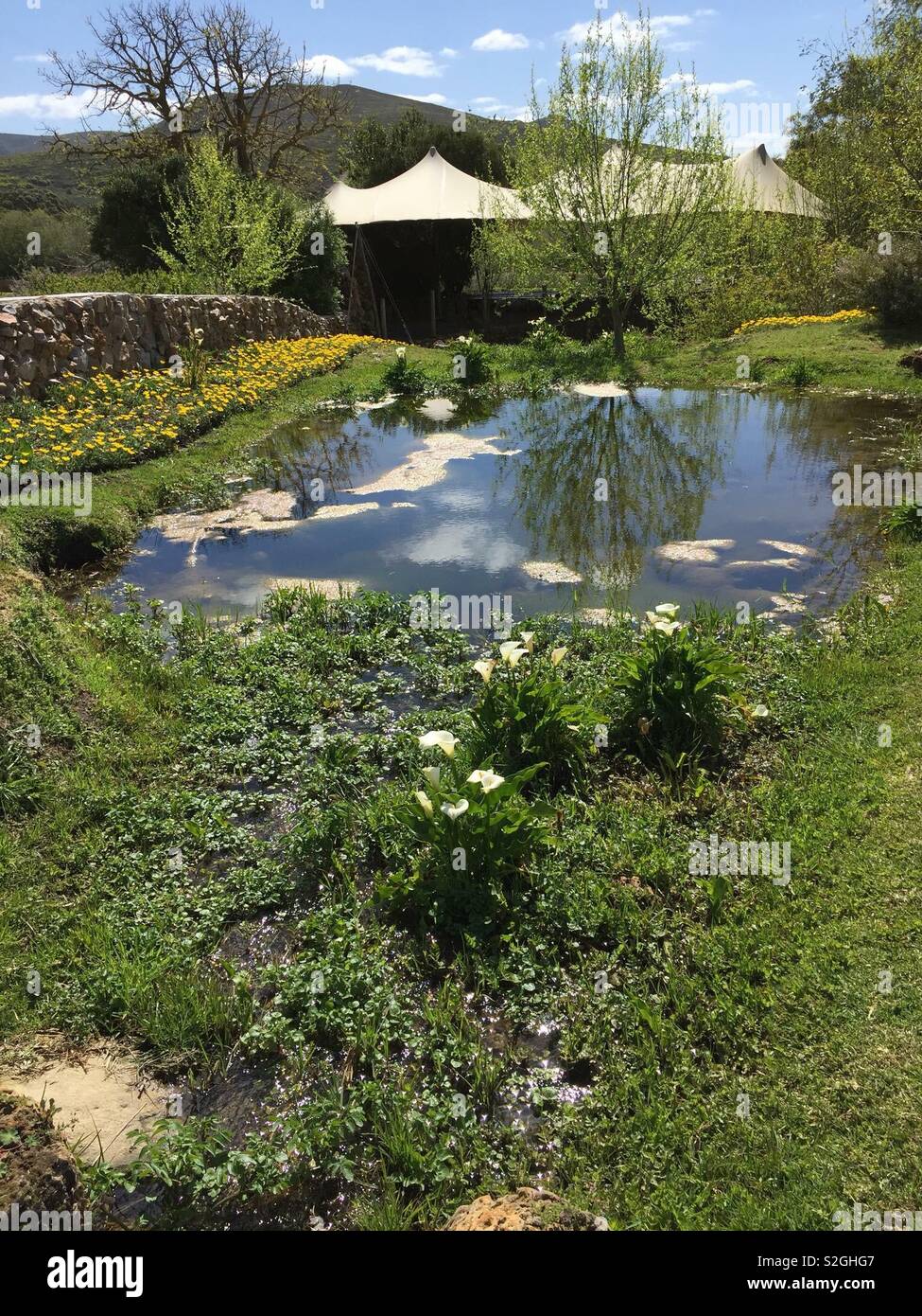 Pond in the sun Stock Photo - Alamy