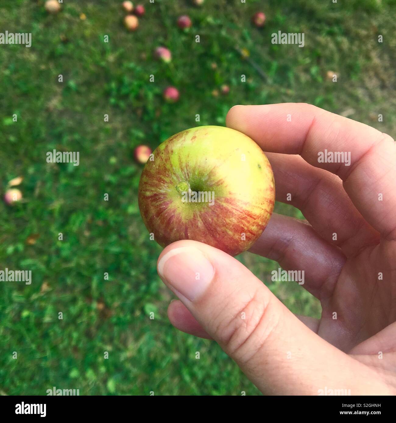 https://c8.alamy.com/comp/S2GHNH/holding-a-tiny-homegrown-apple-S2GHNH.jpg