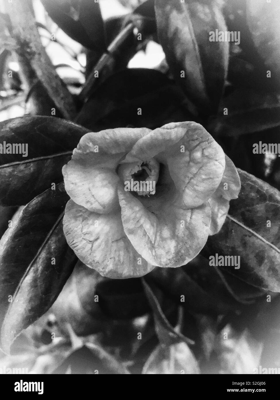 Black and white camellia Stock Photo