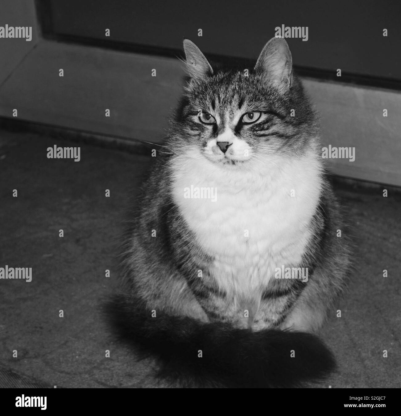 black and white street cat portrait Stock Photo - Alamy