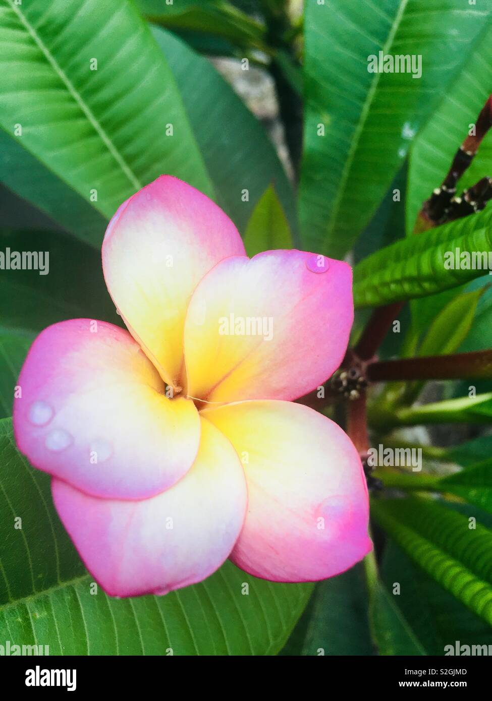 Frangipani tree leaves hires stock photography and images Alamy