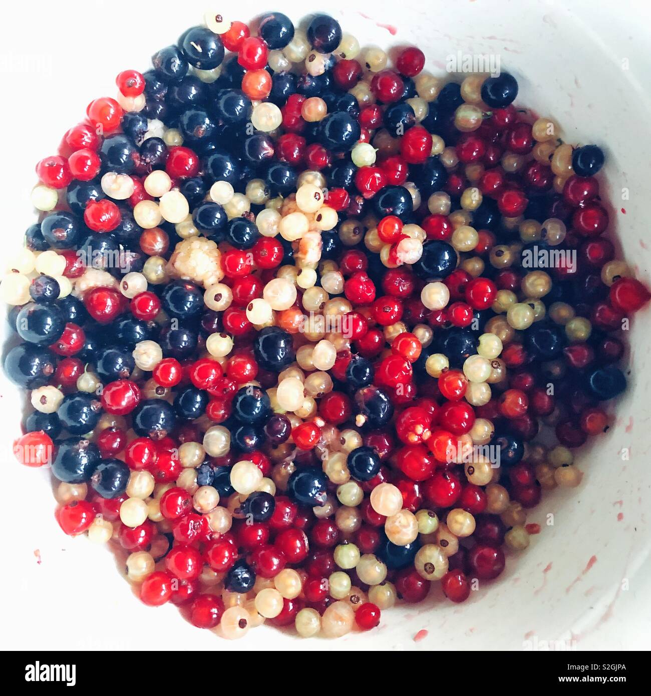 Red, white and black currants berries freshly picked - Smartphone Captured Stock Image