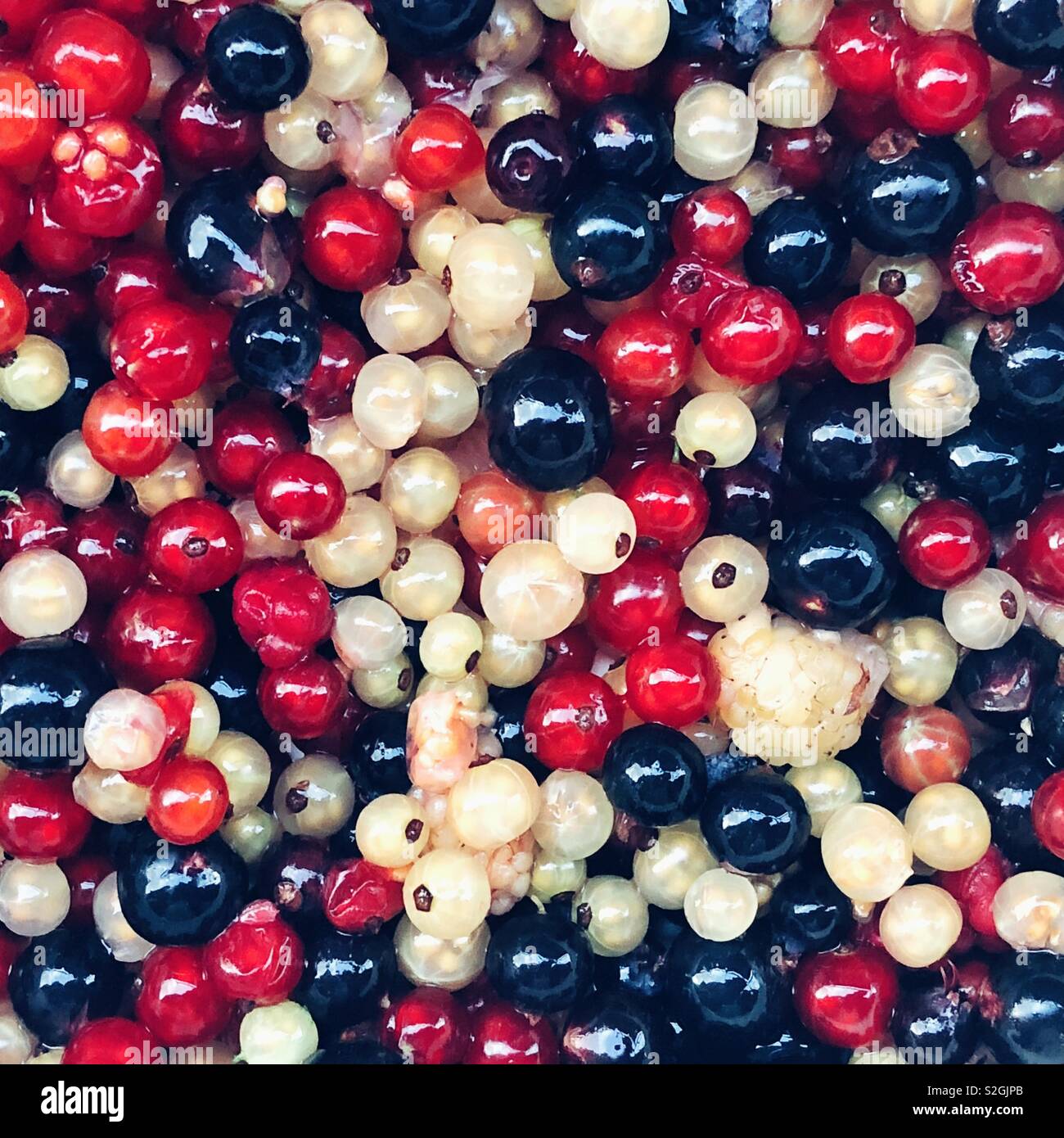 Red, white and black currants berries freshly picked - Smartphone Captured Stock Image