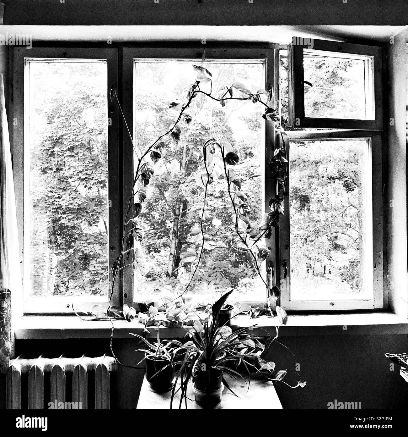 Plants near window in Russian apartment Stock Photo